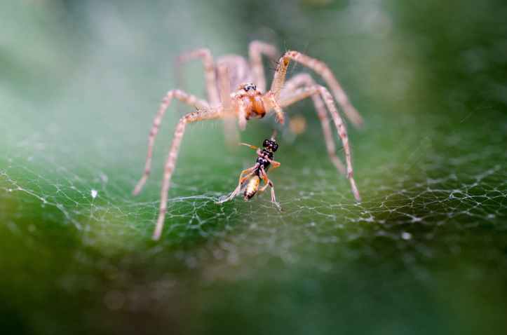 pink and orange spider near black and yellow insect on a spider web during daytime