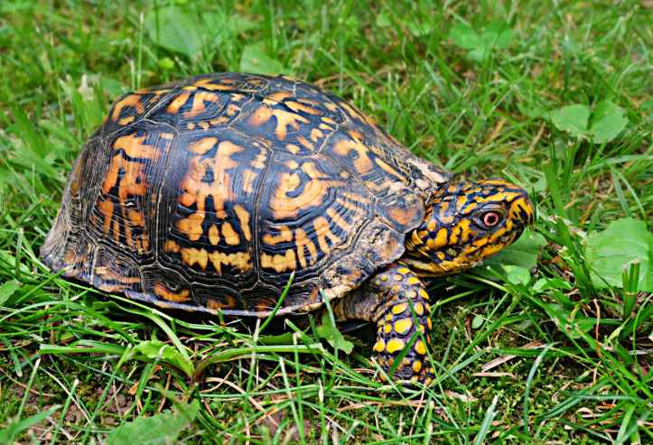 brown yellow tortoise
